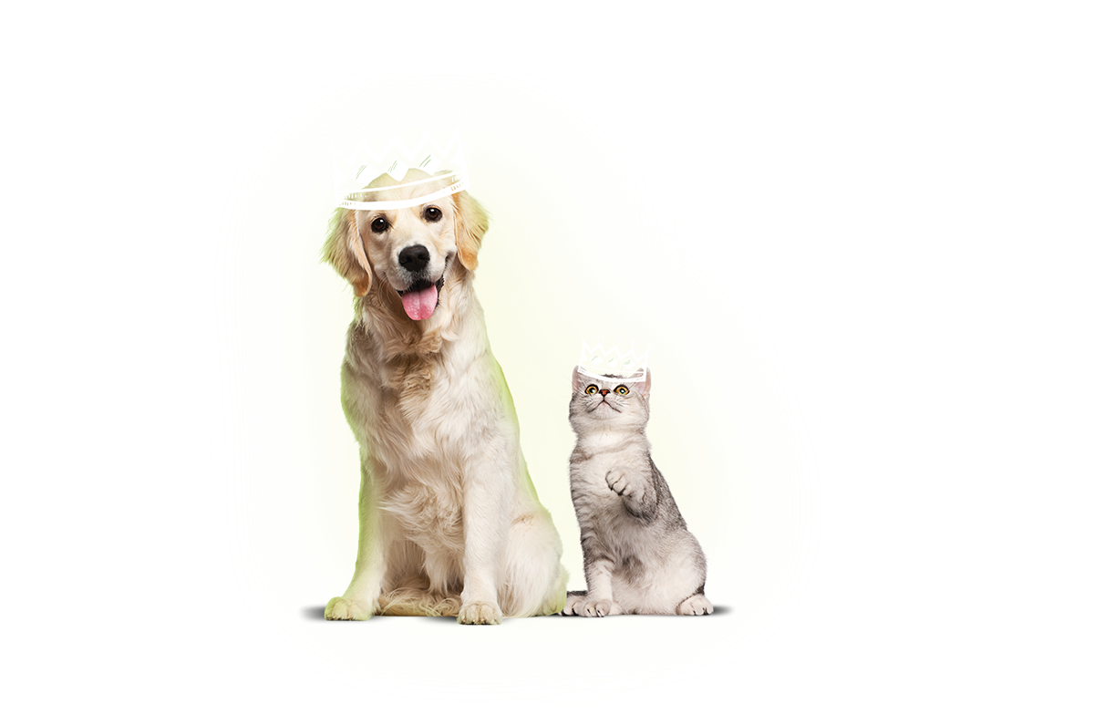Cão e gato PetNinho